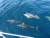 les dauphins