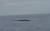 une baleine