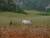 une agriculture surannée